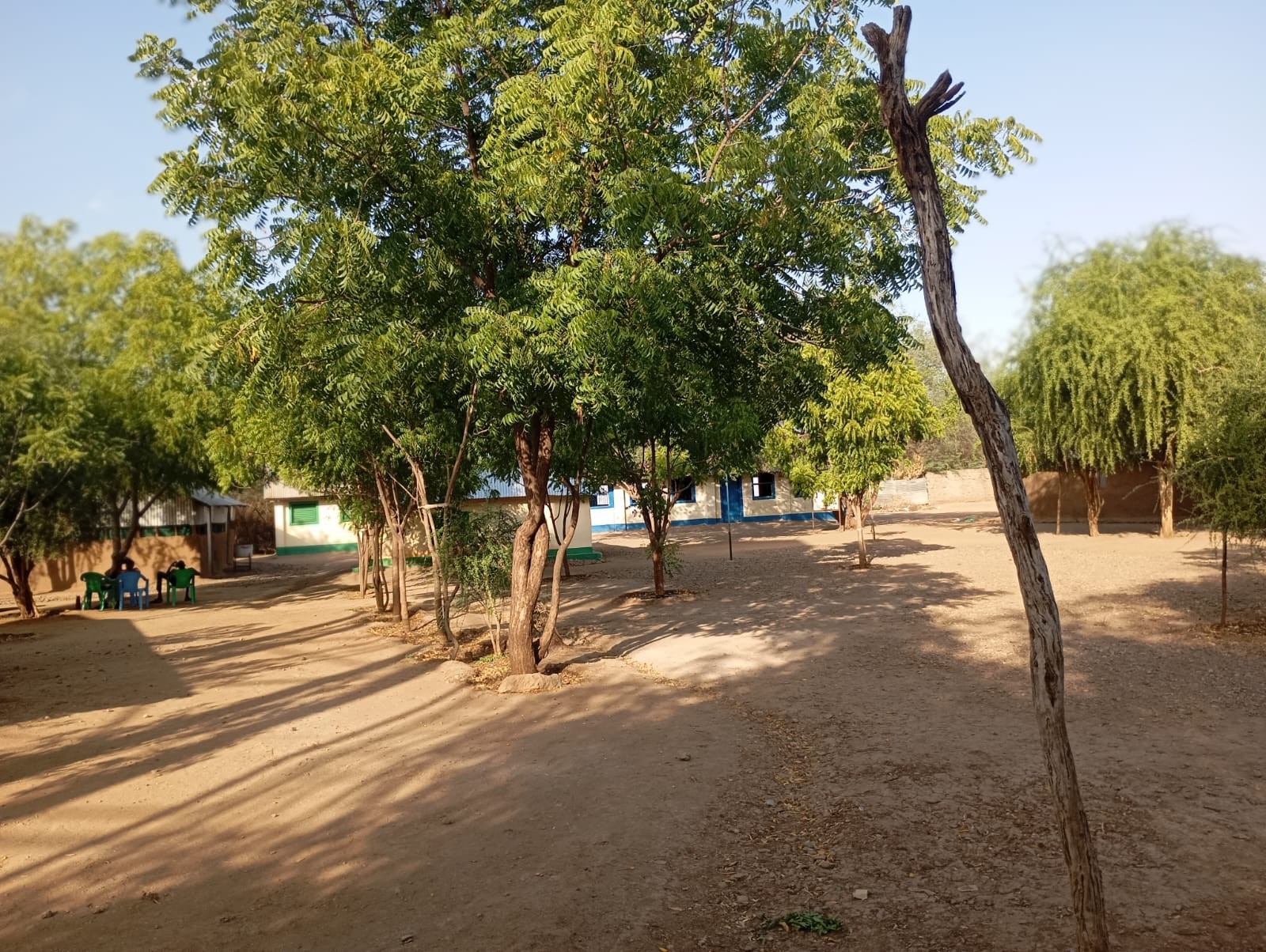 Trees and compound at the school